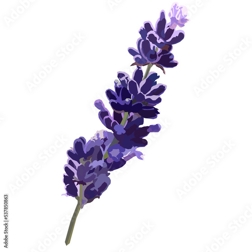 Lavender flower on white back