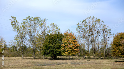Autumn trees in the park