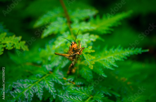 Grasshopper © Noel