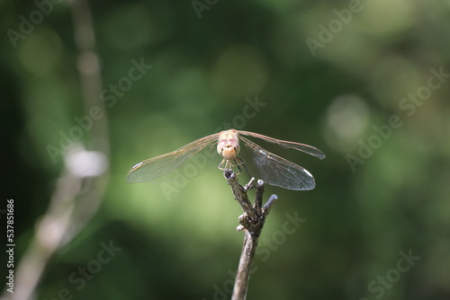 dragonfly on a branch