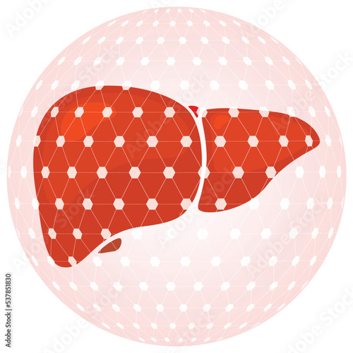 Human heart organs vector 