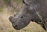 Side profile of a dehorned rhinoceros