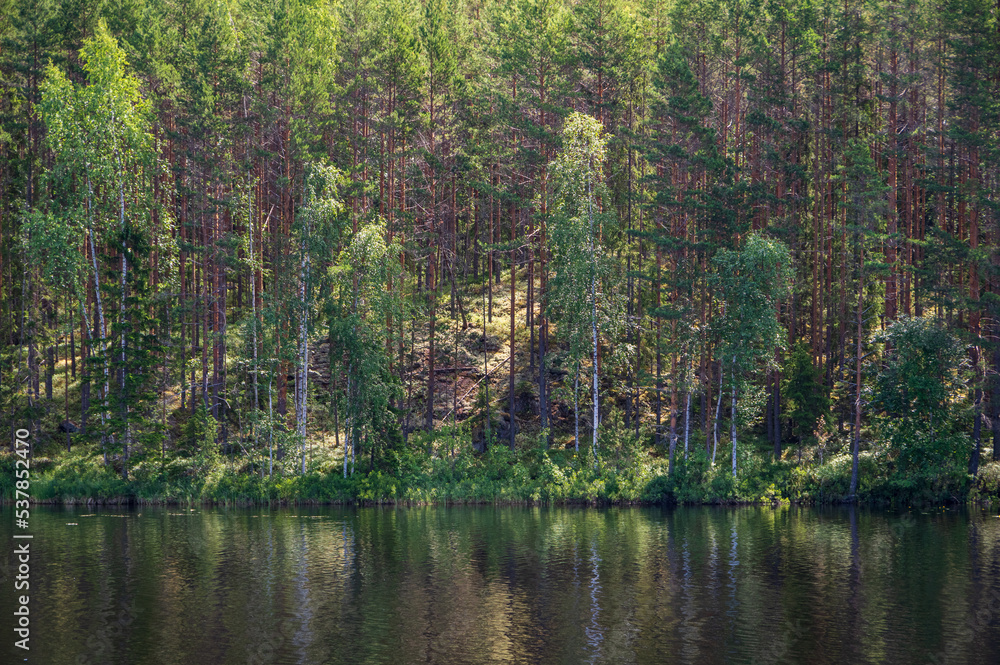 Pine forest by the lake in Repovesi National park on sunny summer day