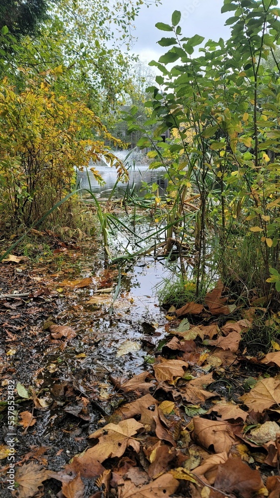 autumn in the woods