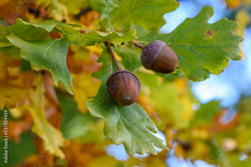 Two nuts surrounded by leaves in colors of fall.