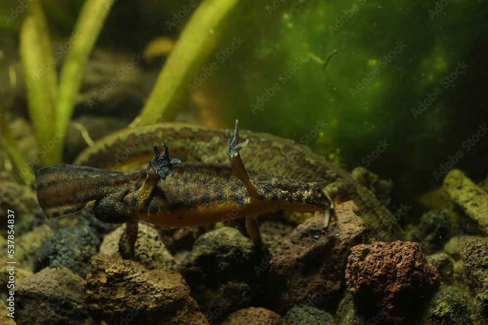 Closeup on a male Carpathian newt, Lisssotriton montandoni tail-fanning to a female under water