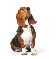 Basset Hound dog on white background