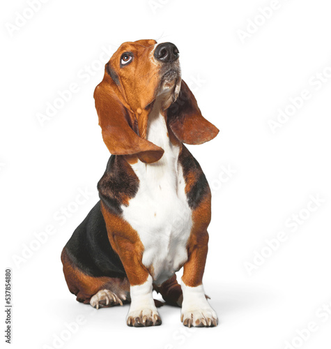 Basset Hound dog on white background