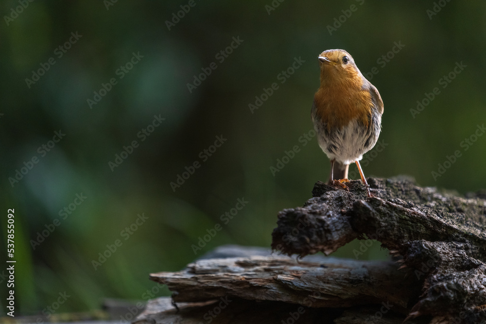 European robin (Erithacus rubecula) European robin (Erithacus rubecula)