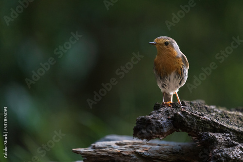 European robin (Erithacus rubecula) © Johannes Jensås