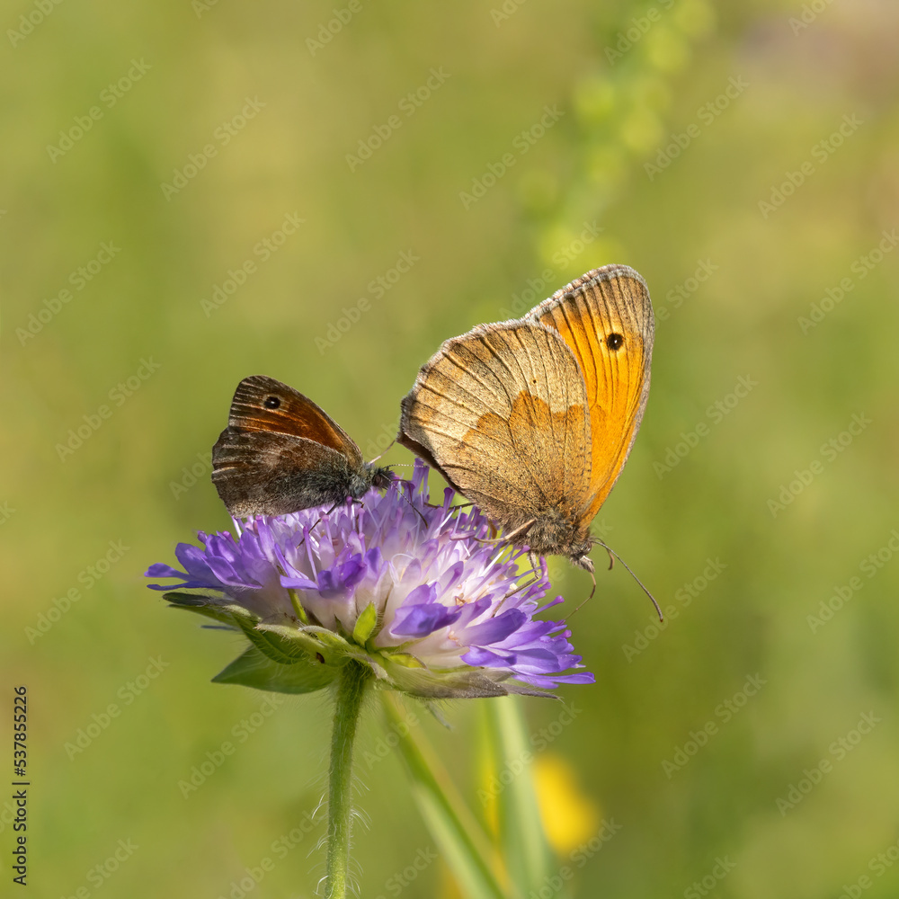 A big and a small butterfly sharing a flower A big and a small butterfly sharing a flower