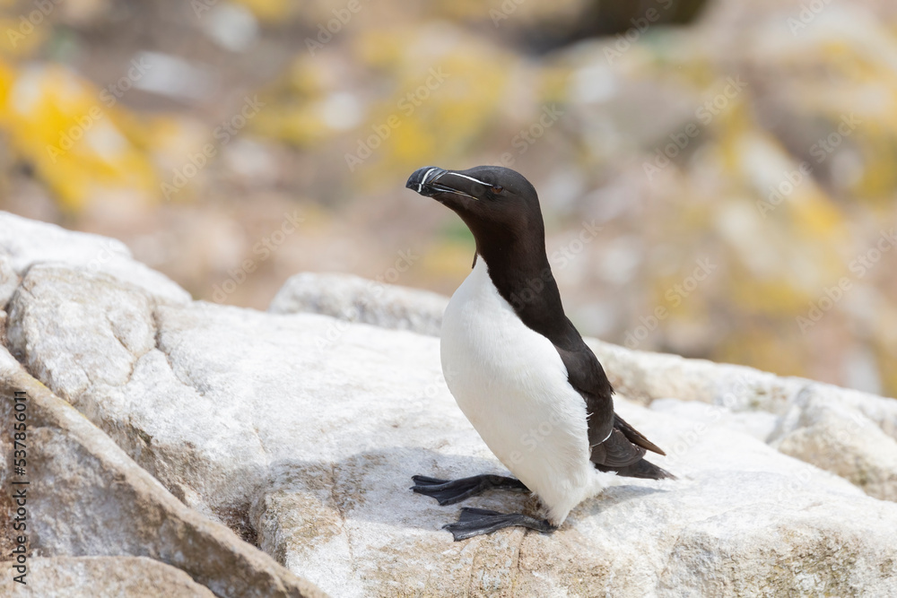 Fototapeta premium The razorbill (Alca torda) in its natural environment in northern Europe.