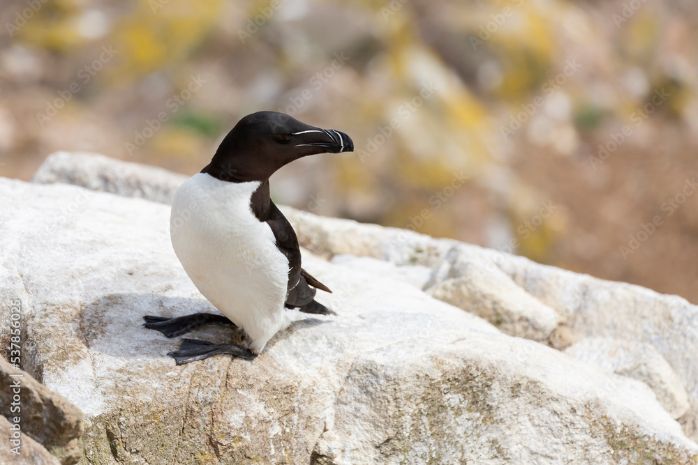 Naklejka premium The razorbill (Alca torda) in its natural environment in northern Europe.