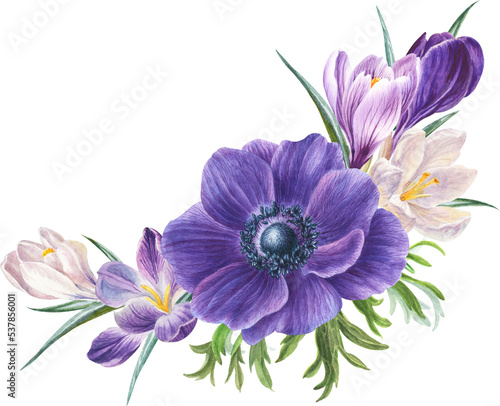 watercolor spring flowers: anemone and violet, blue and white crocuses, botanical illustration