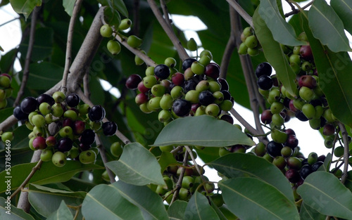 JAMBOLAN PLUM, Jamun Fruit, Black Plum, Java Plum, Tree 