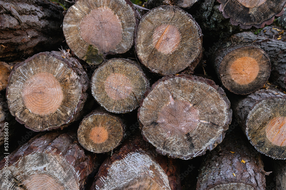 Pine logs in a pile. Copy space. Horizontal photo.