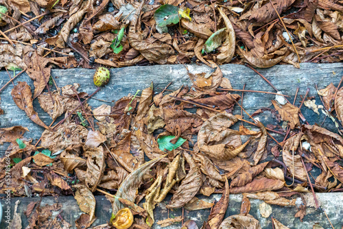 close up autumn forest floor