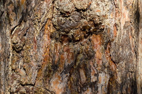 Close-up of a pine tree showing details of rough bark  Sofia  Bulgaria 