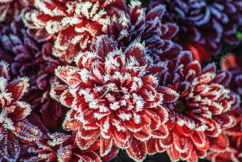 Beautiful burgundy small chrysanthemums are covered with morning frost. Ukraine