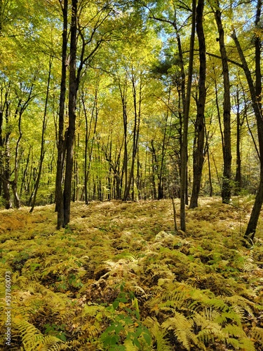 autumn forest in the morning