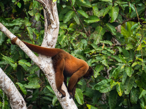 Amazonia photo