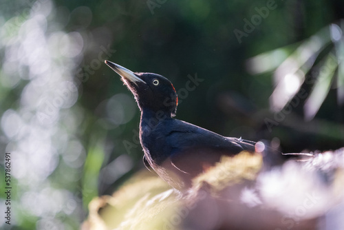 Black woodpecker (Dryocopus martius) photo