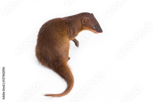 Javan Mongoose or Small asian mongoose Herpestes javanicus isolated on white background photo