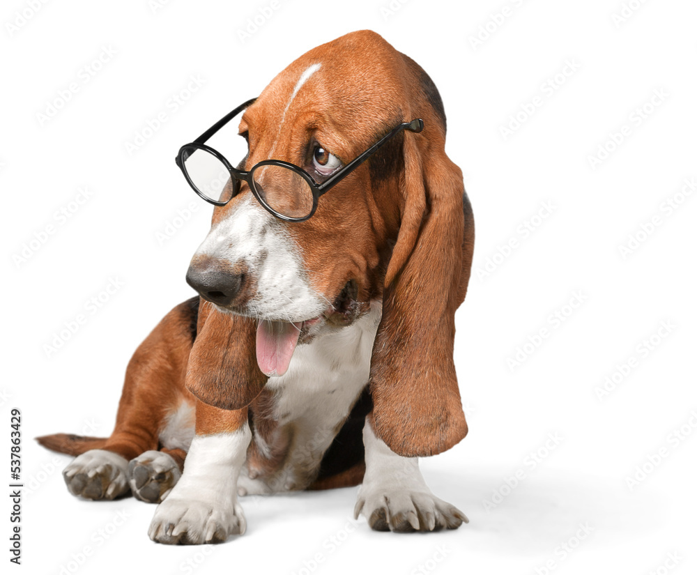 Basset Hound Using a Laptop Computer and Wearing Glasses