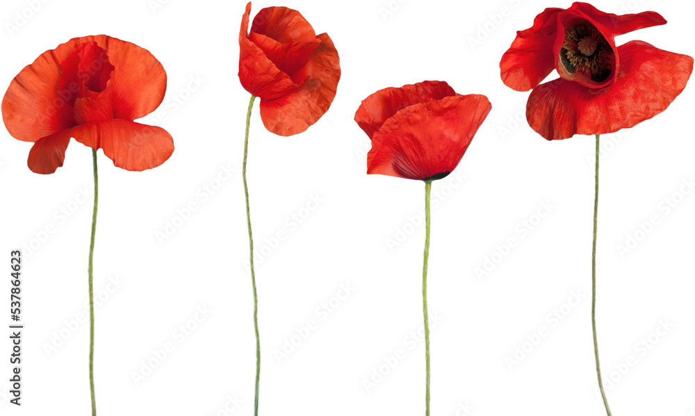Red poppy flowers - isolated - obrazy, fototapety, plakaty 