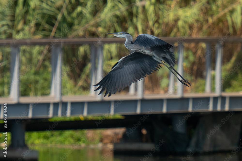 Naklejka premium night heron