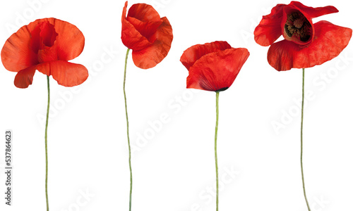 Red poppy flowers - isolated