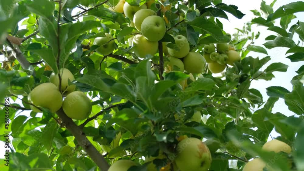 Farmers Harvesting Golden and Starking Apples Farmers Harvesting Golden and Starking Apples