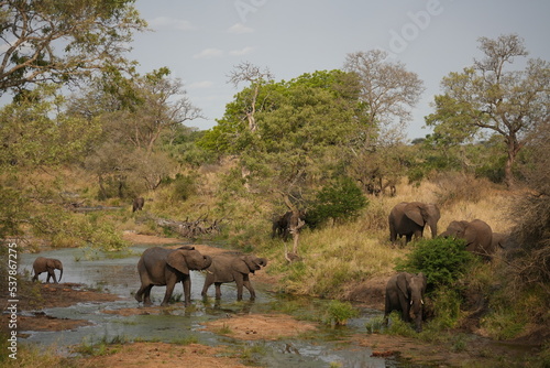 herd of elephants © Dennis