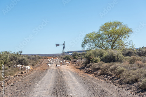 Sheep blocking the historic Postal Route between Fraserburg and Sutherland