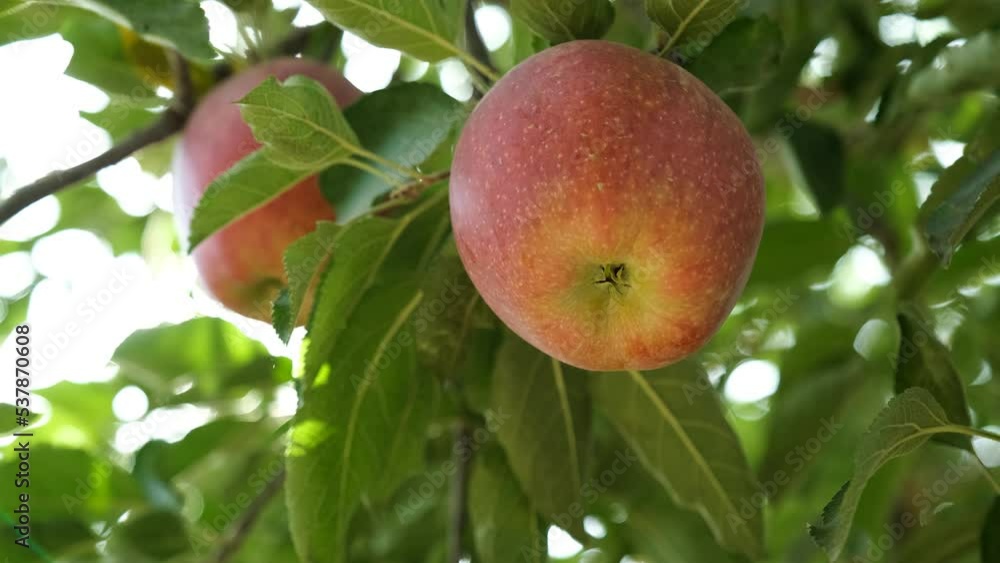 Farmers Harvesting Golden and Starking Apples Farmers Harvesting Golden and Starking Apples