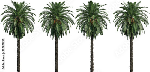 3d rendered palm trees isolated on white
