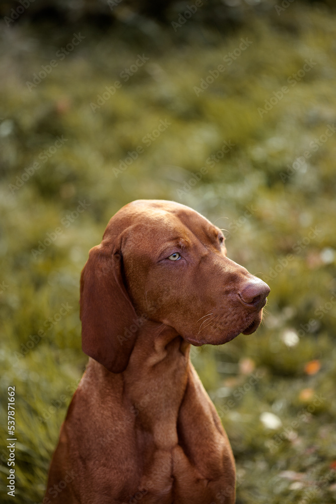 Hungarian vizsla dog, autumn portrait, in the grass