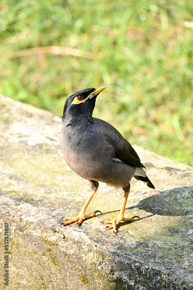closeup the black brown myna birds stand and enjoy the nature soft focus natural green brown background.