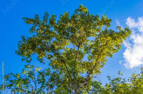 Caribbean beach fir palm trees in jungle forest nature Mexico.