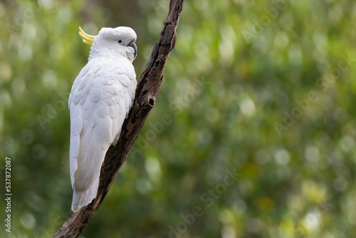 Sulphur-crested cockatoo perched in the forest, Sydney, Australia photo