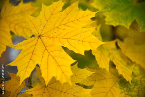 Beautiful yellow-green maple tree leaves close-up on the branches.