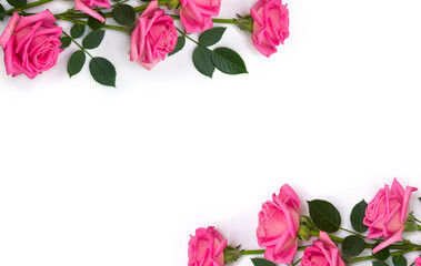 Pink flowers roses on a white background with space for text. Top view, flat lay