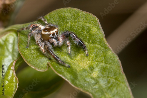 Male Thyene imperialis jumping spider walks on a plant looking for preys. © Jorge