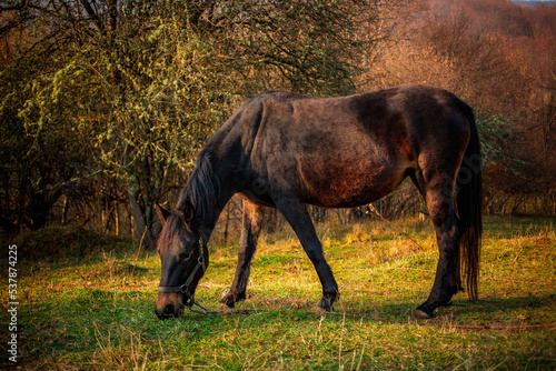 Horse in the meadow