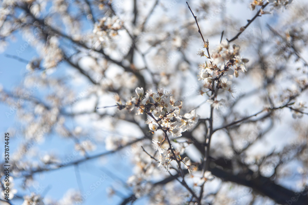 Branches with Blossom Branches with Blossom
