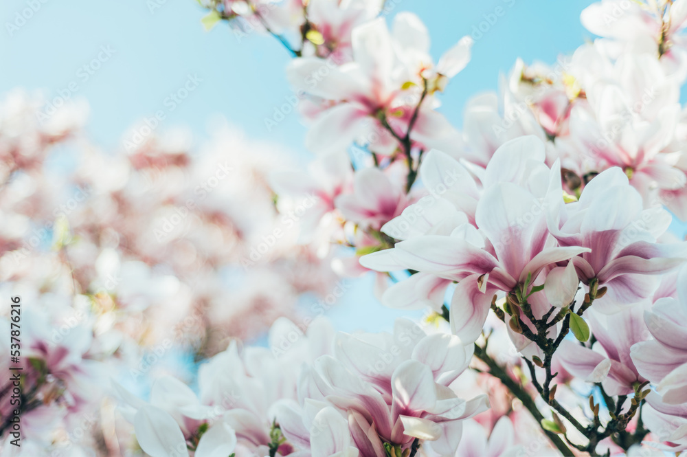 Beautiful Light Pink Magnolia Tree with Blooming Flowers during Springtime in English Garden, UK. Spring floral background