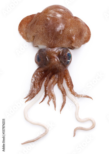 Fotografija Mimi ika, little cuttlefish, bobtail squid, bottle-tailed cuttlefish ( Euprymna