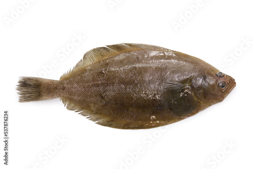 Mushigarei, Round-nose flounder, Shotted halibut (Eopsetta grigorjewi) photo