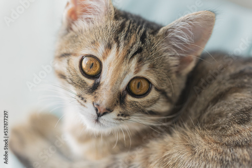 Gray cat with yellow eyes. Cute kitty