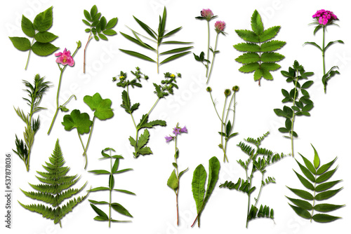Botanical set. Herbarium of various plants on a white background. Freshly cut plants.  Forest flowers, herbs, berries. 